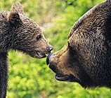 Bär beim Schnuppern