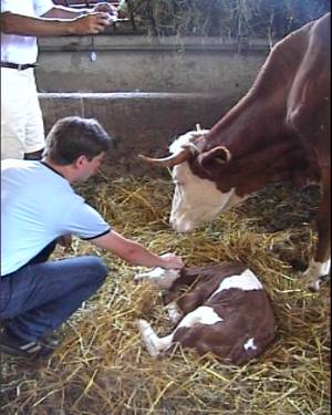 Peter und Kuh in Quarant