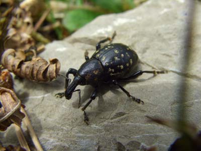 R&uuml;sselk&auml;fer