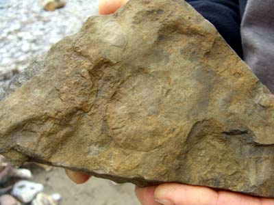 Versteinerung: Ammonit