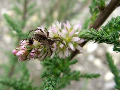Spinne auf einer bl&uuml;henden Tamariske
