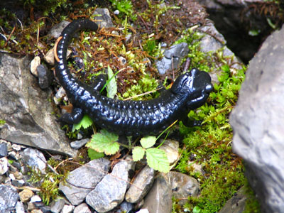 Wanderung durch's H&ouml;lltal